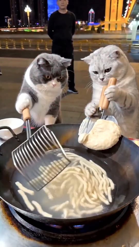10K views · 154 reactions | 你们说猫老板这碗剔尖能打几分？#猫咪日常 #萌宠成精了 #我要上热门🔥 | 哈基米南北绿豆